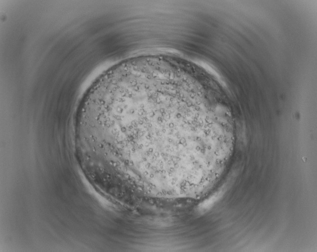 X0000076301046200610271909