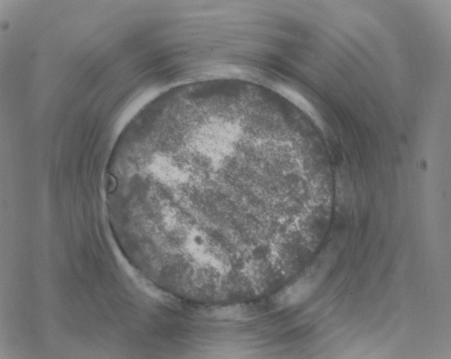 X0000076301047200610271909