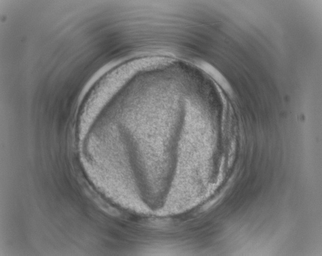 X0000076301052200610271909