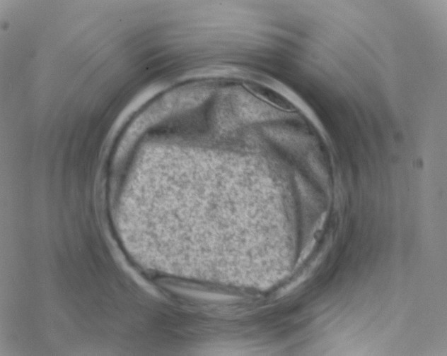 X0000076301053200610271909