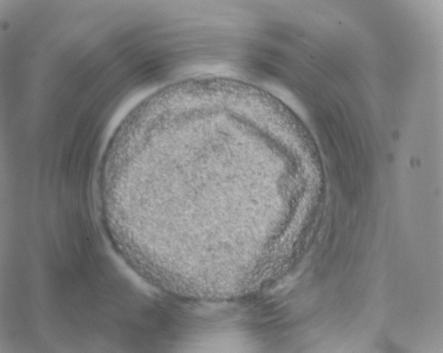 X0000076301056200610271909