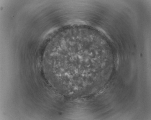 X0000076301063200610271908