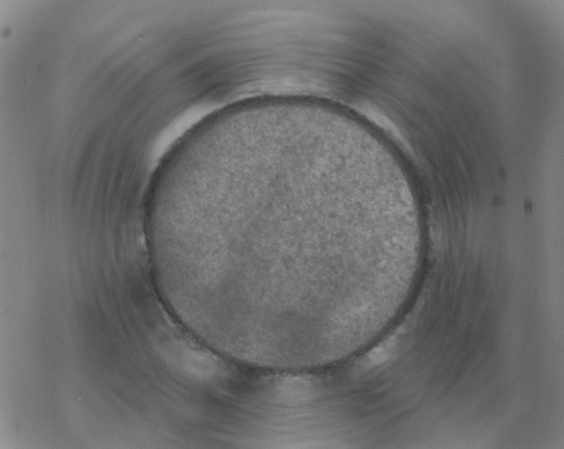 X0000076301070200610271908