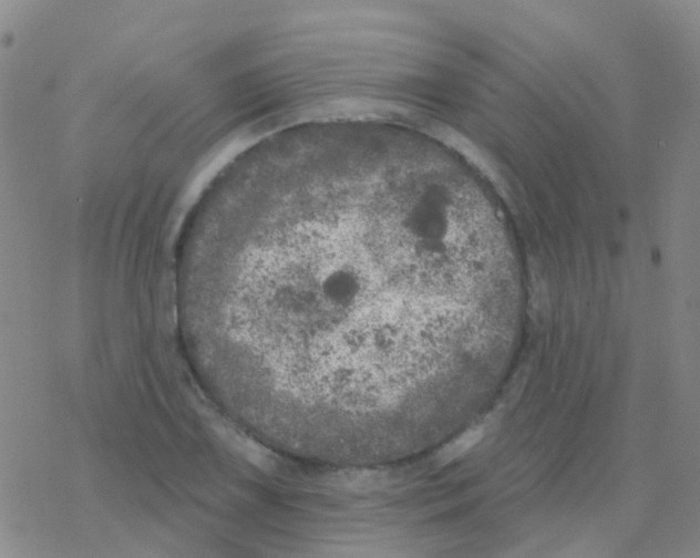 X0000076301075200610271908