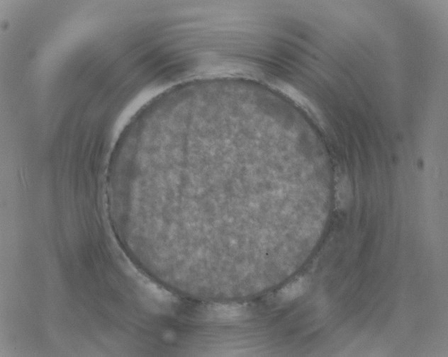 X0000076301086200610271908