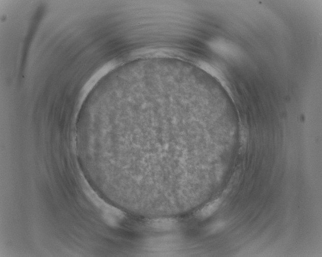 X0000076301090200610271908