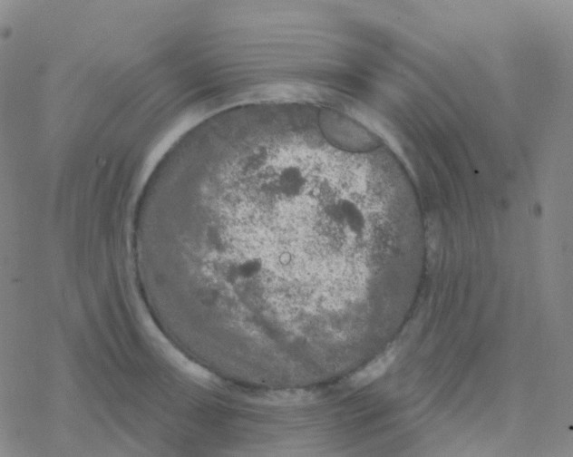 X0000076301091200610271908