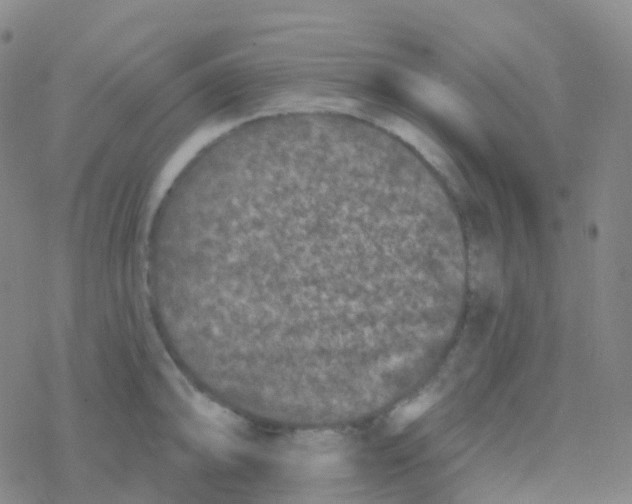 X0000076301094200610271908