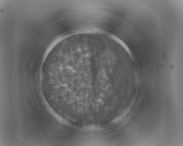 X0000076301099200610271908