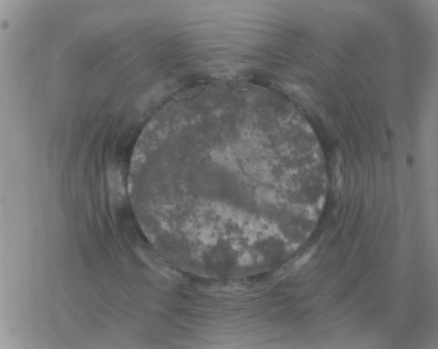 X0000076301106200610271907