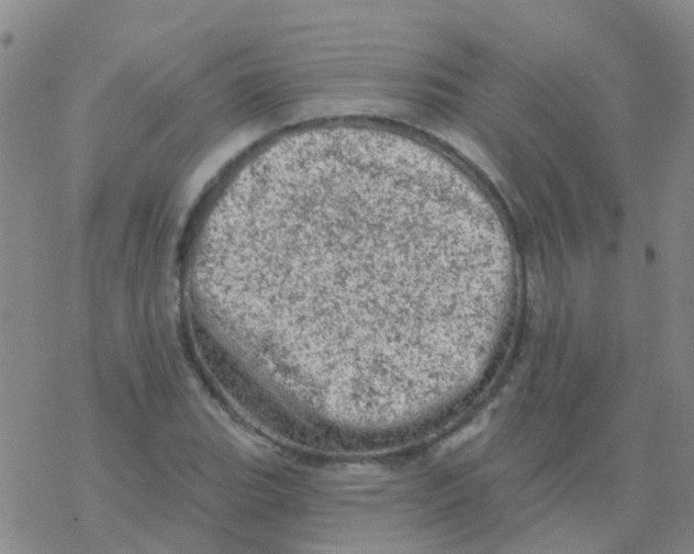 X0000076301119200610271907