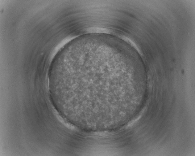 X0000076301125200610271907