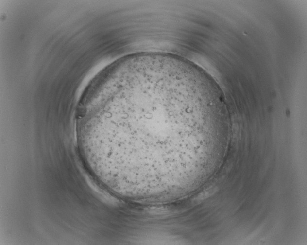 X0000076301128200610271907