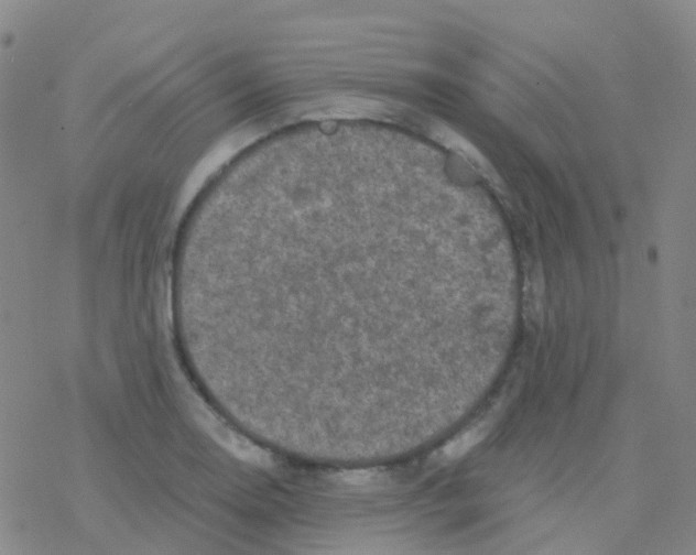 X0000076301130200610271907