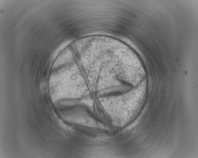 X0000076301145200610271908