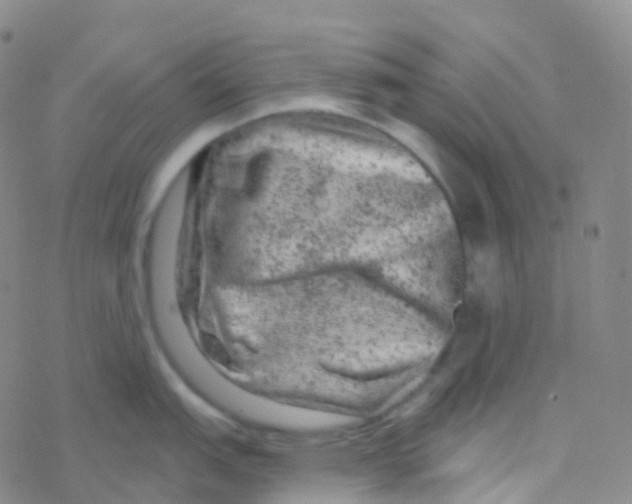 X0000076301151200610271908