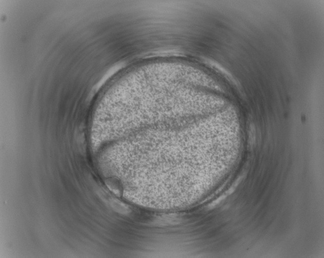 X0000076301162200610271907