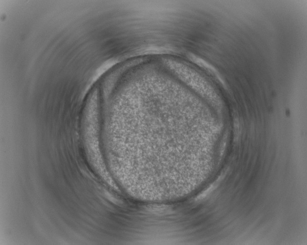 X0000076301170200610271907