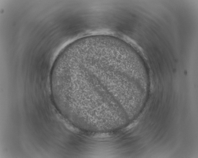 X0000076301174200610271907