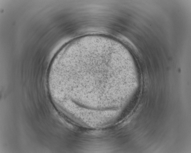 X0000076301182200610271906