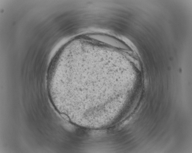 X0000076301183200610271906