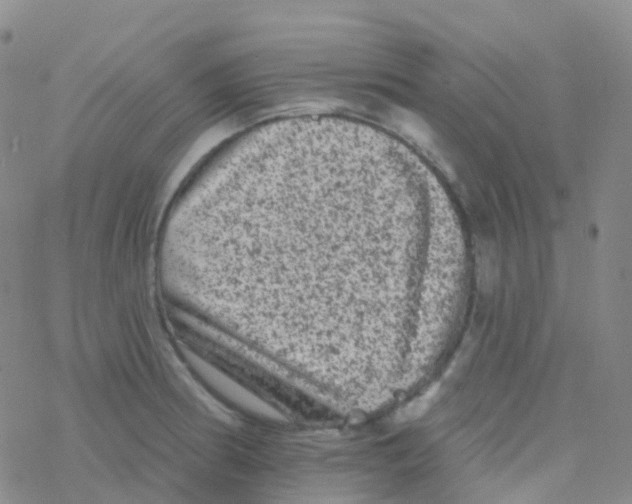 X0000076301186200610271906