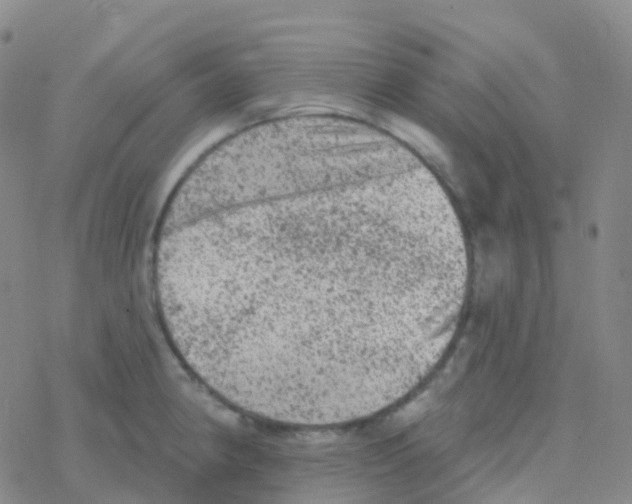 X0000076301190200610271906