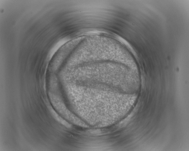 X0000076301194200610271906