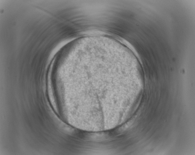 X0000076301195200610271906