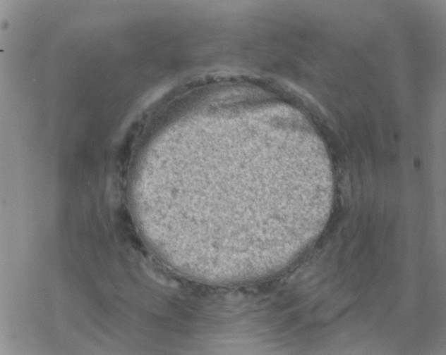 X0000076301207200610271905