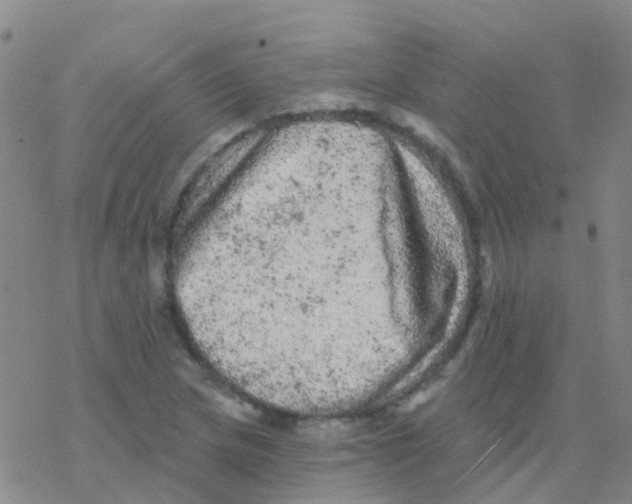 X0000076301217200610271906