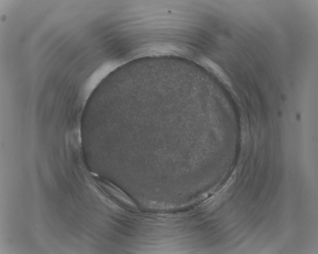 X0000076301226200610271906