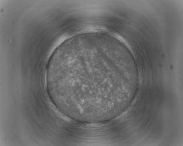 X0000076301227200610271906