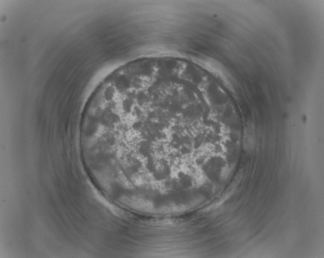 X0000076301231200610271906