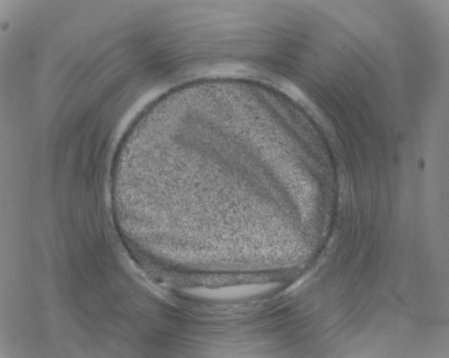 X0000076301232200610271906