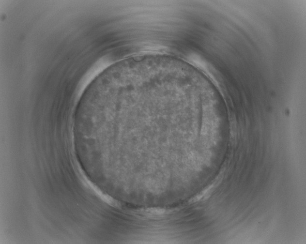 X0000076301235200610271906