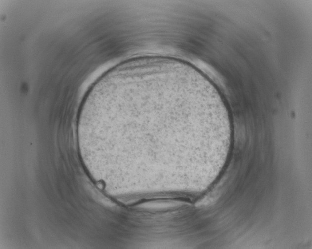 X0000076301238200610271906