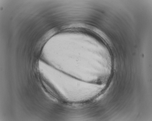 X0000076301241200610271906