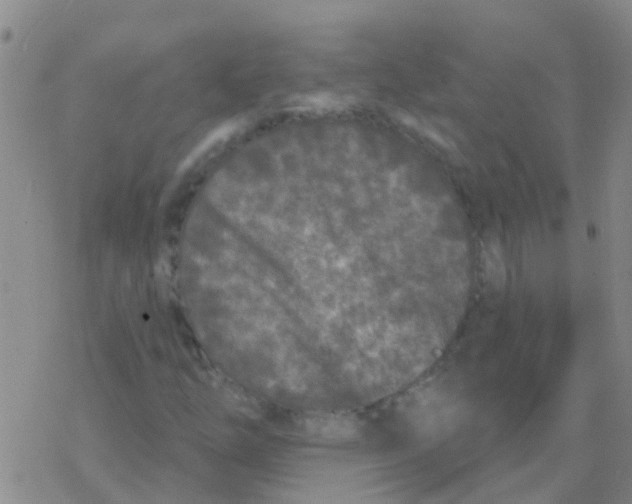 X0000076301254200610271905