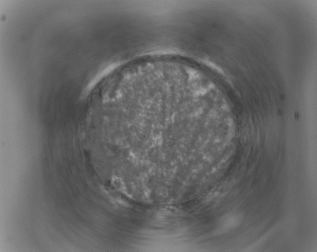 X0000076301255200610271905