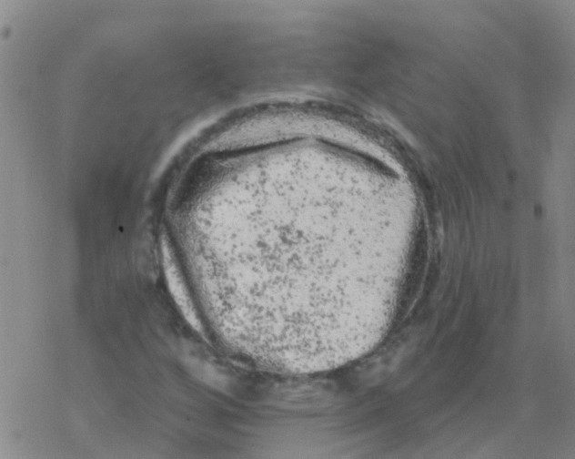 X0000076301256200610271905