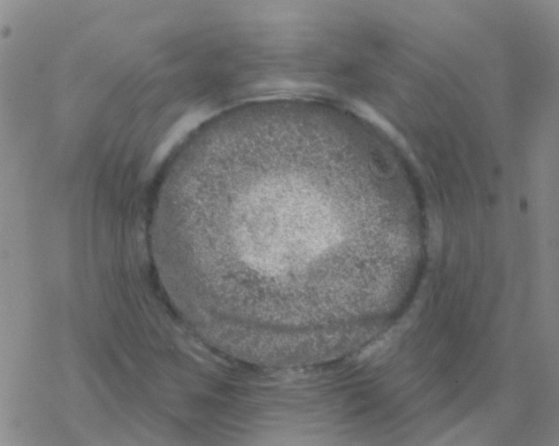 X0000076301259200610271905