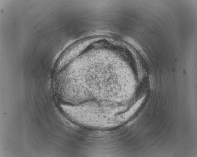 X0000076301260200610271905