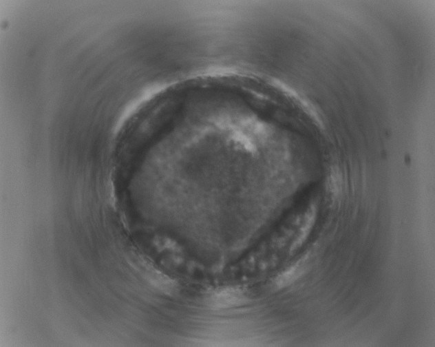 X0000076301262200610271905