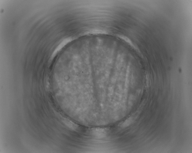 X0000076301266200610271905