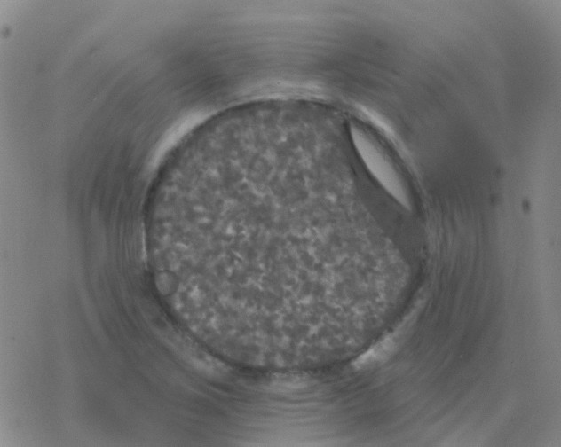 X0000076301267200610271905