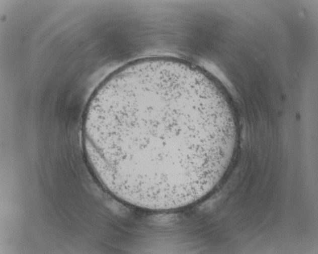 X0000076301268200610271905