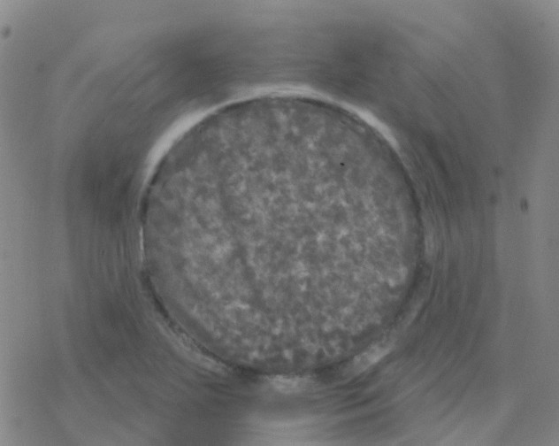 X0000076301271200610271905