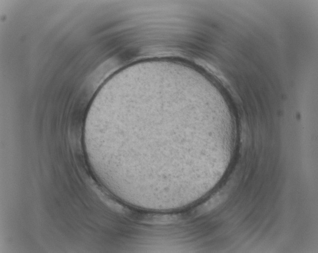 X0000076301273200610271905