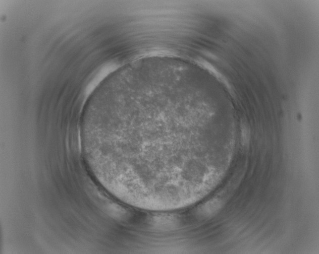 X0000076301274200610271905